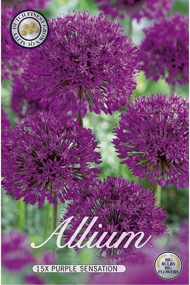 Allium Purple Sensation 15-pakning